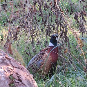 Ring-necked Pheasant