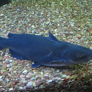 Blue Catfish