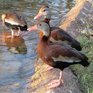 Black-bellied Whistling Ducks