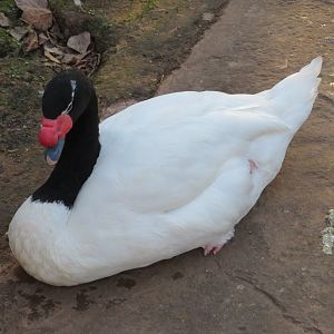 Black-necked Swan