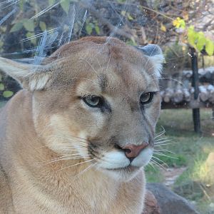 Grumpy Puma