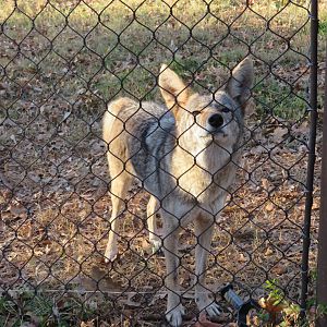 Curious Coyote