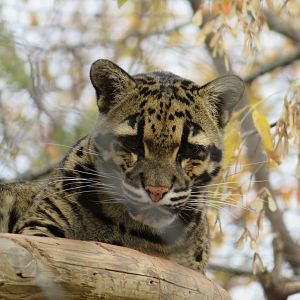 Clouded Leopard