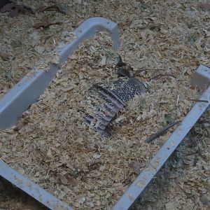 Nine-banded Armadillo Casserole