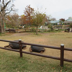 Chelonoidis vandenburghi