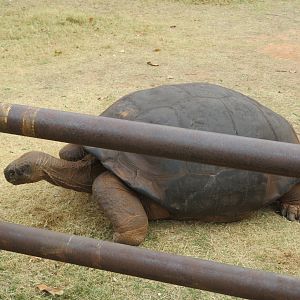 Chelonoidis vandenburghi