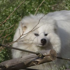 White Raccoon Dog