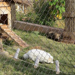 White and Wild-type Raccoon Dog