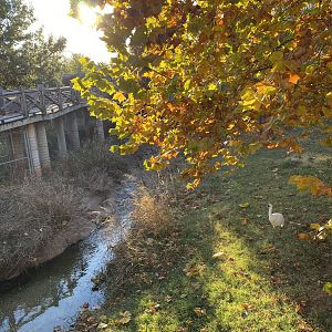 Whooping Crane Exhibit