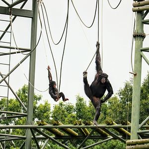 Chimpanzee Family