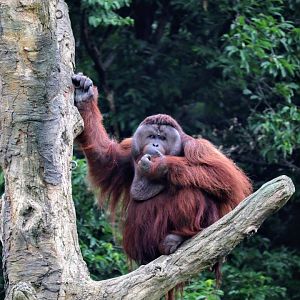 Male Bornean Orangutan