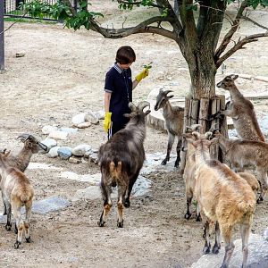 Himalayan Tahrs with their zookeeper