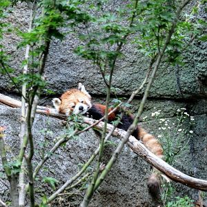 Elderly Red Panda