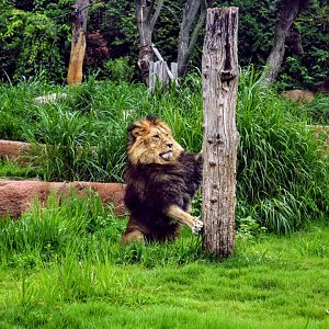 Lion scratching claws