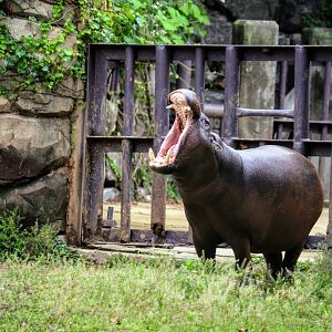 Female Pygmy Hippopotamus