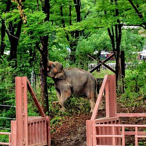 Asian Elephant in her forest habitat