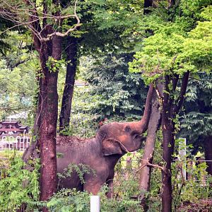 Asian Elephant in her forest habitat
