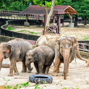 Asian Elephant herd