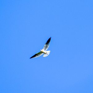 Black-shouldered Kite (Elanus axillaris)