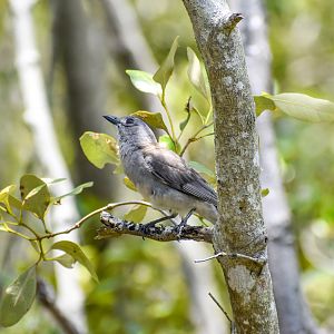 Grey Shrike-thrush (Colluricincla harmonica)