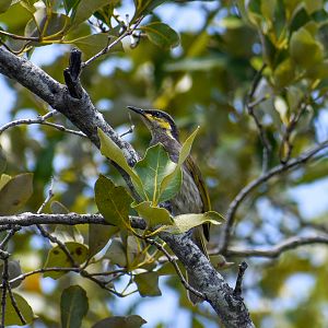 Mangrove Honeyeater (Gavicalis fasciogularis)