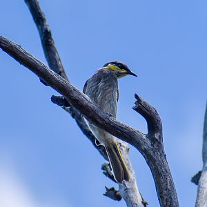 Mangrove Honeyeater (Gavicalis fasciogularis)