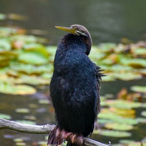 Australian Darter (Anhinga novaehollandiae)