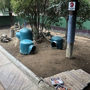 Meerkat Exhibit (Suricata suricatta)