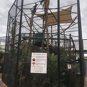 Ring-tailed lemur Exhibit (lemur catta)