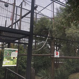 Lar Gibbon Exhibit (Hylobates lar)