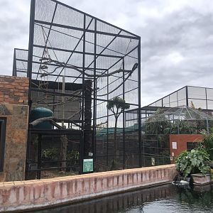 Ring-tailed lemur Exhibit (Lemur catta)