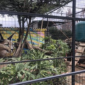 Serval Exhibit (Leptailurus serval)