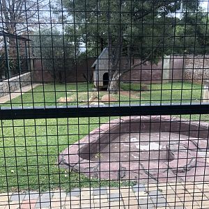 Cheetah exhibit (Acinonyx jubatus)