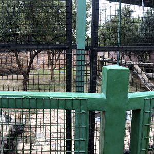 Spotted Hyena Exhibit ( Crocuta crocuta)