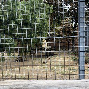 Lion Exhibit (Panthera Leo)