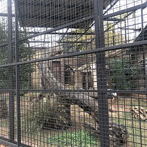 Grey Crowned Crane Exhibit (Balearica regulorum)