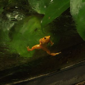 Golden Mantella - Zooparc de Beauval - 07/2020