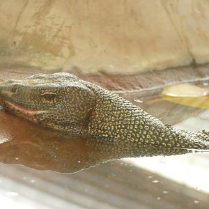 Mangrove Monitor Lizard, December 2021