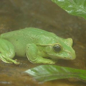 Thao Whipping Frog, Tropical House, December 2021