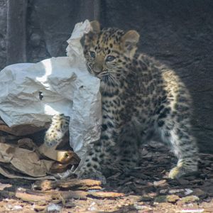 Amur Leopard Cub - 28 Sep 2016