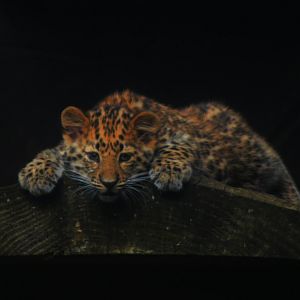 Amur Leopard Cub - 18 Sep 2016