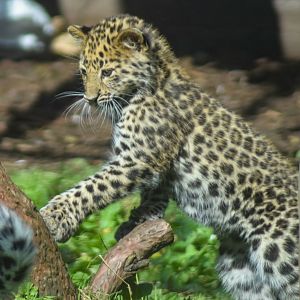 Amur Leopard Cub - 18 Sep 2016