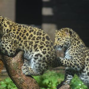 Amur Leopard Cubs - 18 Sep 2016