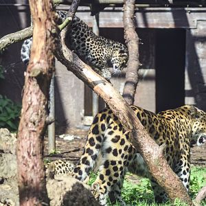 Kristen and Cub - 18 Sep 2016