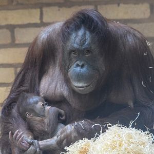 Maliku and Basuki - Bornean Orangutans