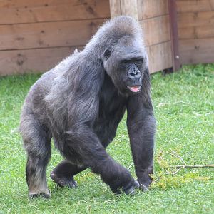 Biddy - Western Lowland Gorilla