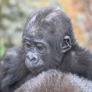 Shufai - Western Lowland Gorilla