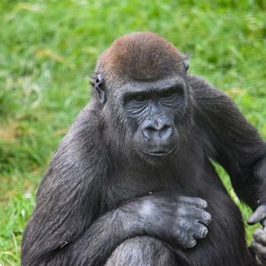 Lope - Western Lowland Gorilla