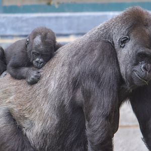 Western Lowland Gorilla and Baby