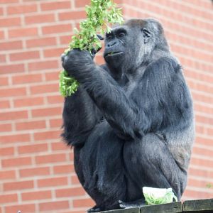 Asante - Western Lowland Gorilla